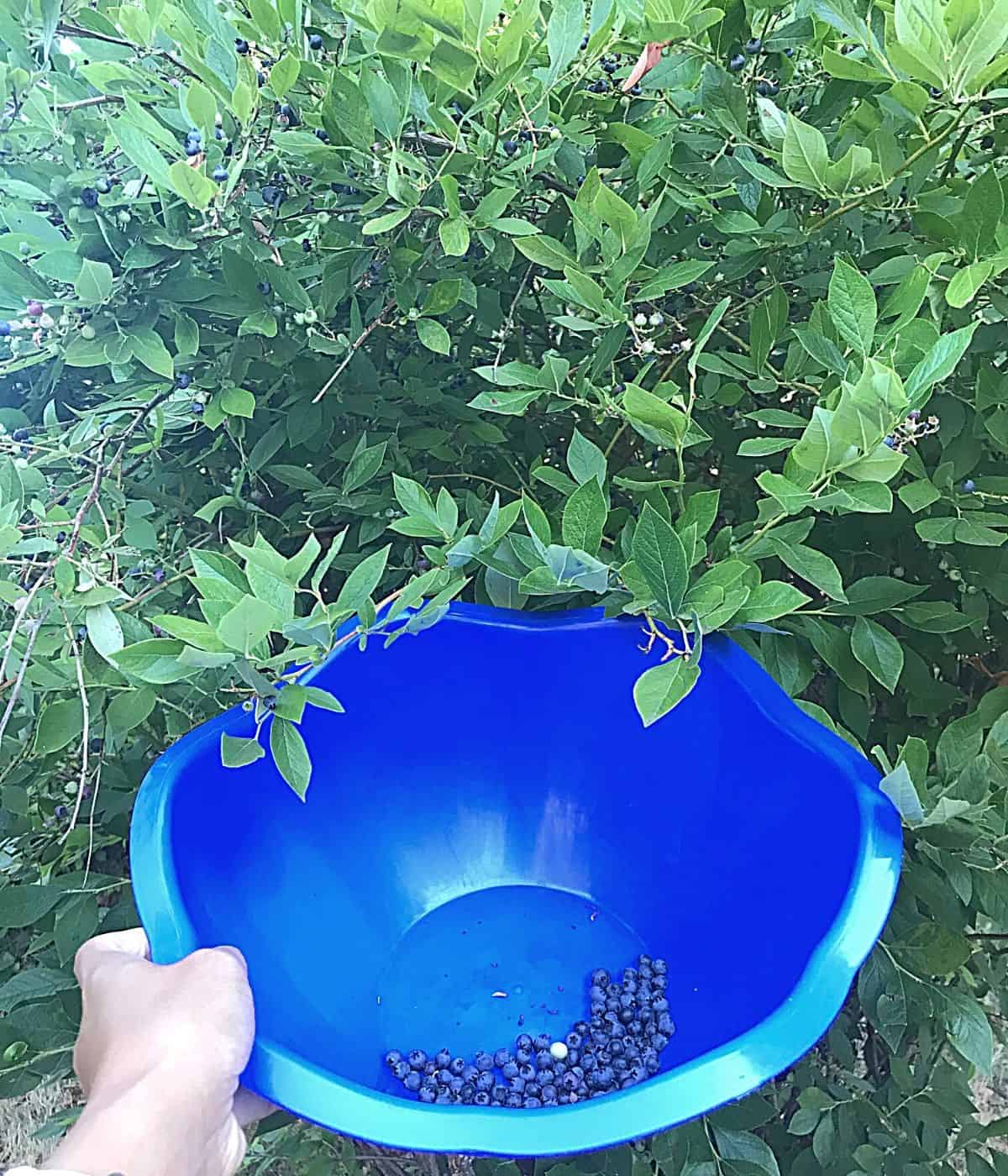 A day on blueberry farm.