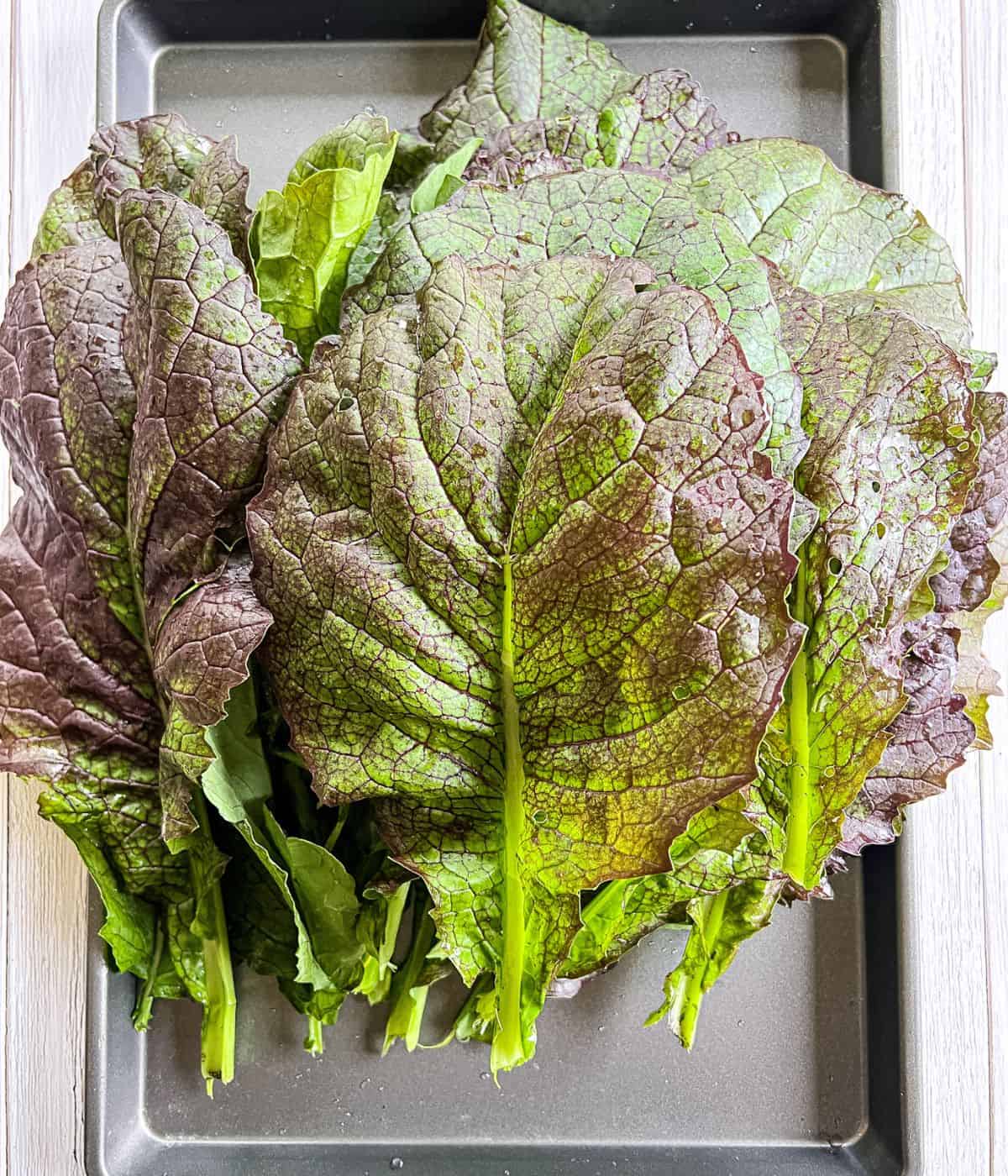 Mustard Greens Kimchi (GatKimchi) Curious Flavors