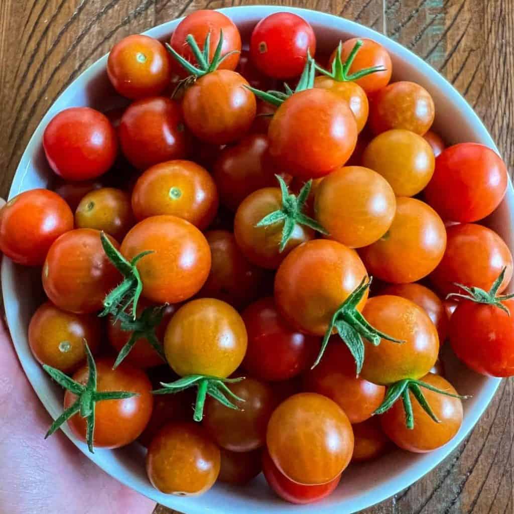 Tomato harvest from summer garden.